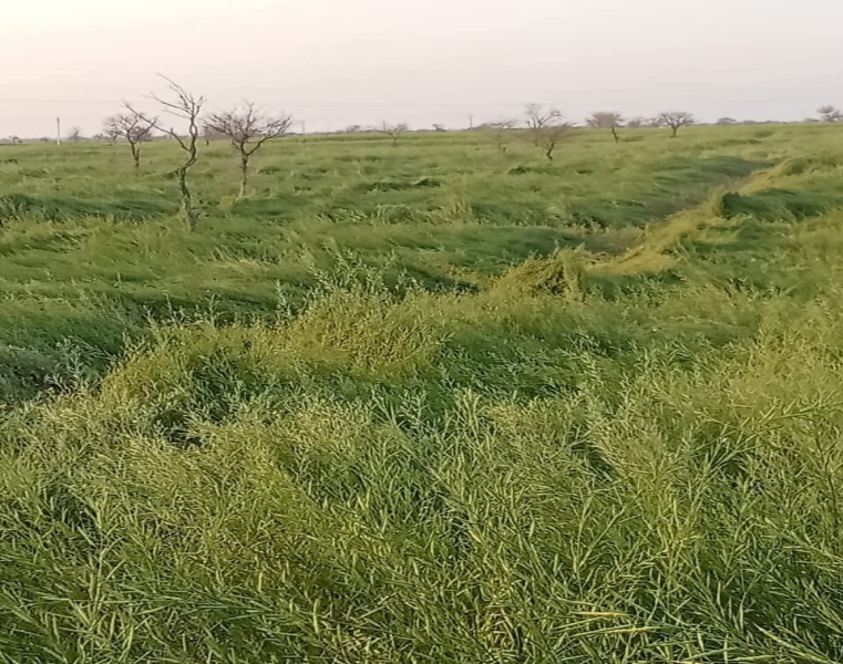  65 Acre Agricultural/Farm Land for Sale in Kolayat, Bikaner