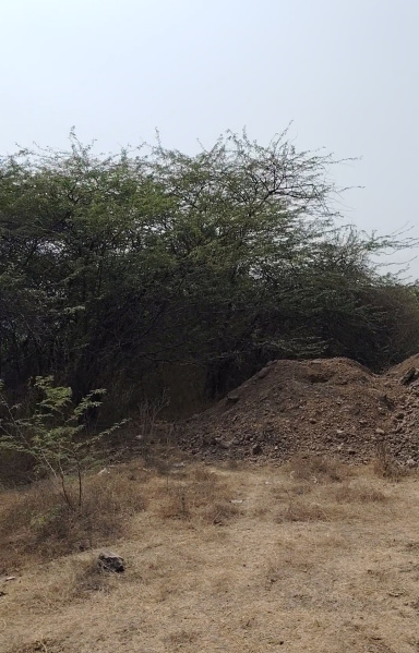  2 Acre Agricultural/Farm Land for Sale in Daund, Pune