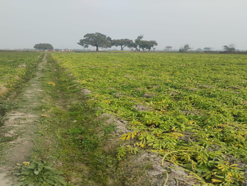  1000 Sq.ft. Residential Plot for Sale in Ashok Nagar, Etawah