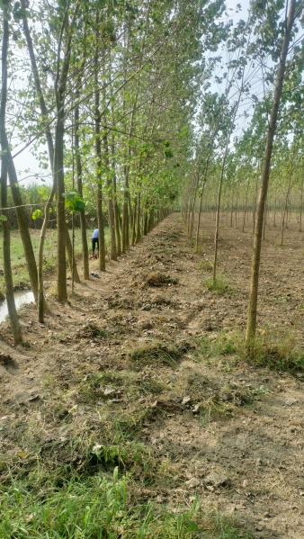  16 Bigha Agricultural/Farm Land for Sale in Deoband, Saharanpur