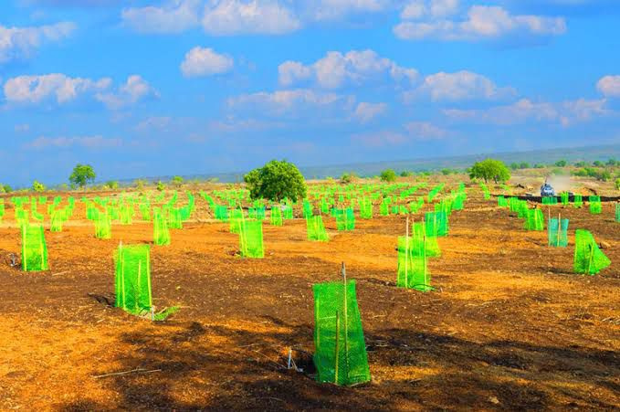  605 Sq. Yards Agricultural/Farm Land for Sale in Narayankhed, Sangareddy