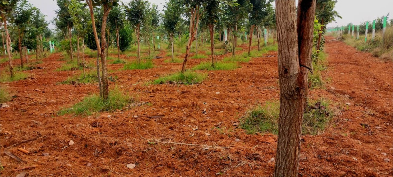  9400 Sq.ft. Residential Plot for Sale in Acharapakkam, Chengalpattu