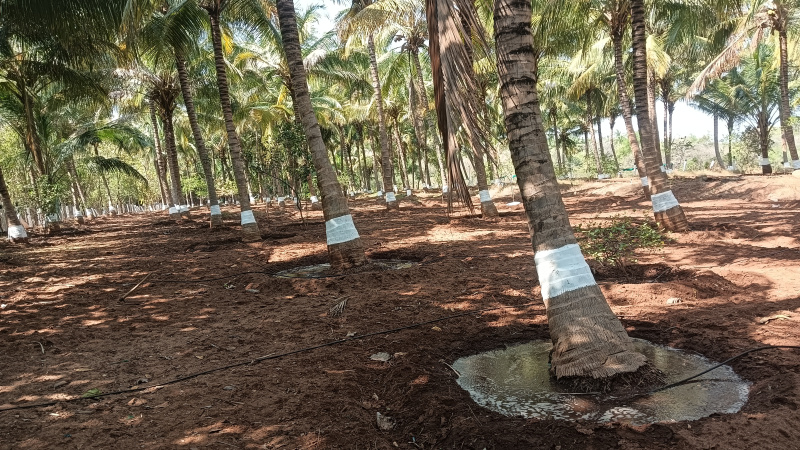  7 Ares Agricultural/Farm Land for Sale in Vadipatti, Madurai