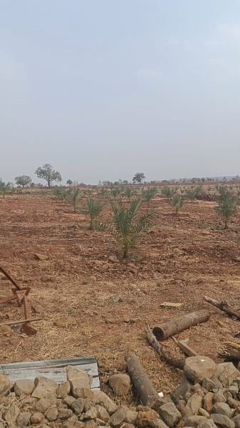  605 Sq. Yards Agricultural/Farm Land for Sale in Narayankhed, Sangareddy