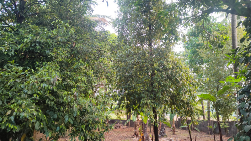 3 BHK 22 Cent House for Sale in Ollur, Thrissur