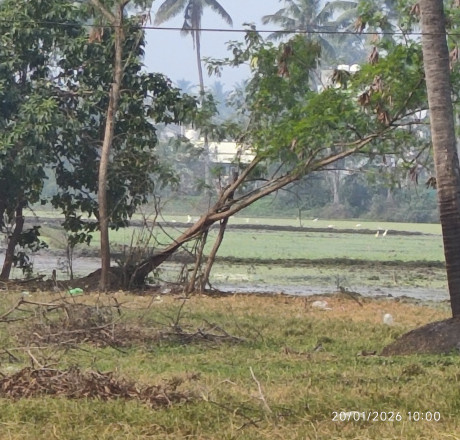  240 Sq. Yards Residential Plot for Sale in Vissakoderu, West Godavari