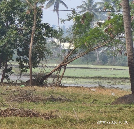  240 Sq. Yards Residential Plot for Sale in Vissakoderu, West Godavari