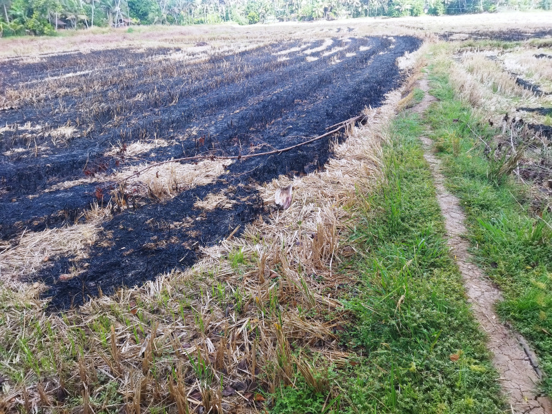  2 Acre Agricultural/Farm Land for Sale in Kuttanad, Alappuzha