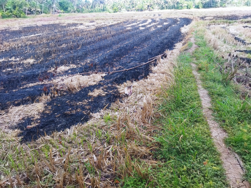  2 Acre Agricultural/Farm Land for Sale in Kuttanad, Alappuzha