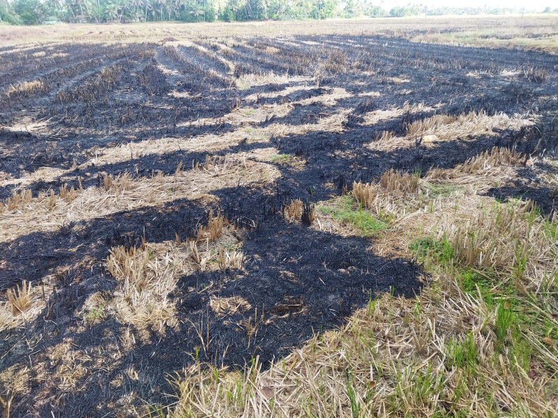  2 Acre Agricultural/Farm Land for Sale in Kuttanad, Alappuzha