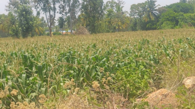 4 Acre Agricultural/Farm Land for Sale in Mysore Road, Bangalore