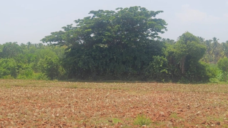  4 Acre Agricultural/Farm Land for Sale in Mysore Road, Bangalore