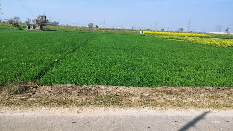  14 Bigha Agricultural/Farm Land for Sale in Daurala, Meerut