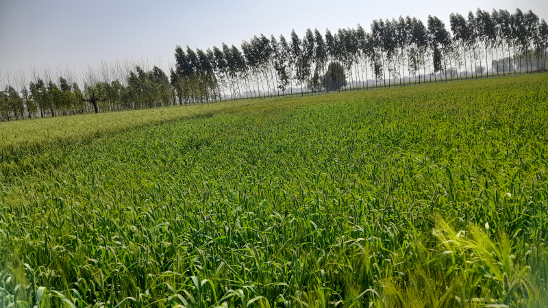  3 Acre Agricultural/Farm Land for Sale in Durana, Ambala