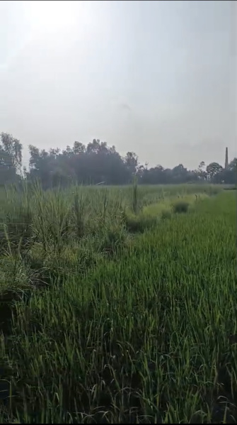  19 Sq.ft. Agricultural/Farm Land for Sale in Faizabad Road, Barabanki