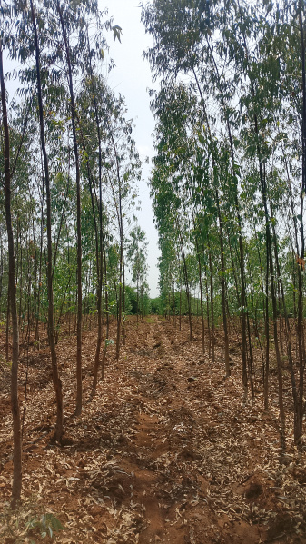  15 Acre Agricultural/Farm Land for Sale in Cs Puram, Prakasam