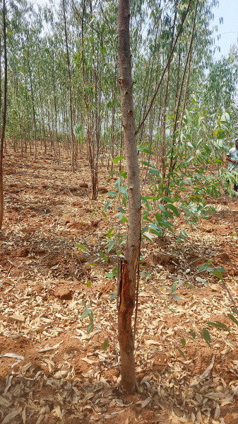  15 Acre Agricultural/Farm Land for Sale in Cs Puram, Prakasam