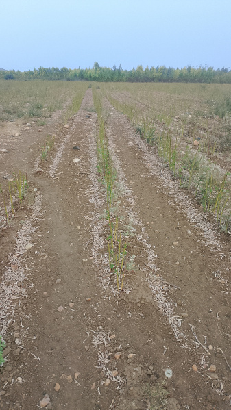  15 Acre Agricultural/Farm Land for Sale in Cs Puram, Prakasam