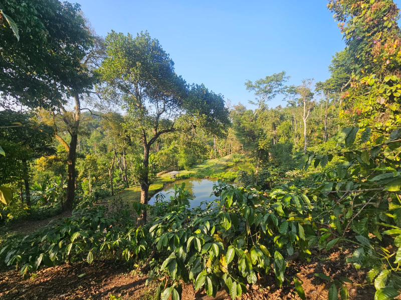  11 Acre Agricultural/Farm Land for Sale in Sakleshpur, Hassan