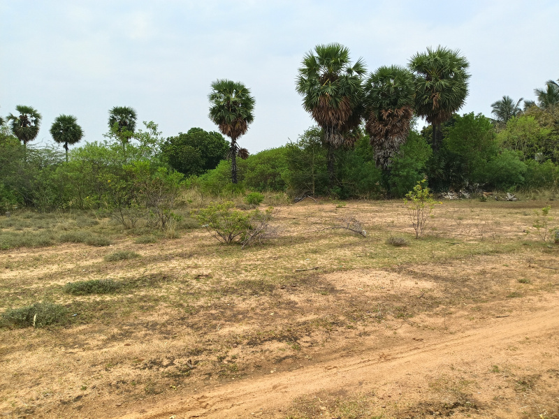  2670 Sq.ft. Residential Plot for Sale in Chatrapatti, Madurai