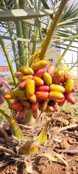  4000 Sq.ft. Agricultural/Farm Land for Sale in Kaveri Hills Phase 1, Madhapur, Hyderabad