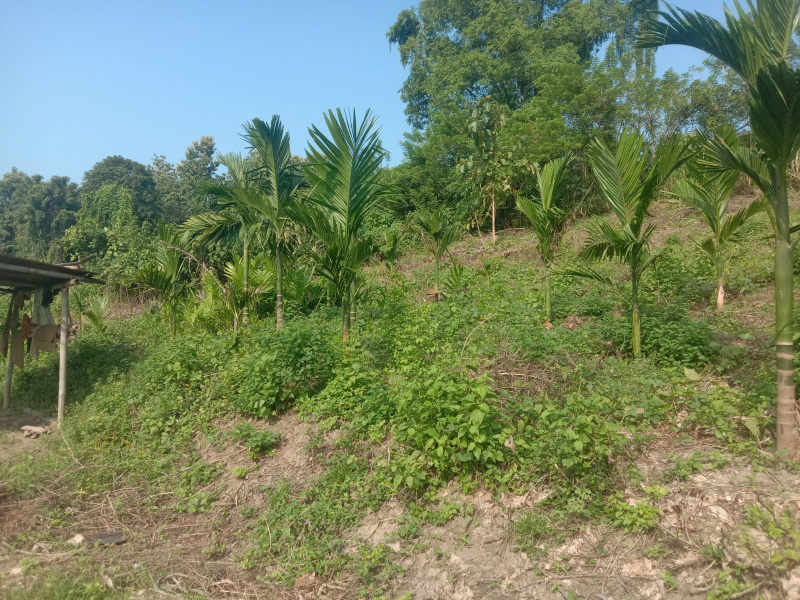  1 Bigha Residential Plot for Sale in Diphu, Karbi Anglong