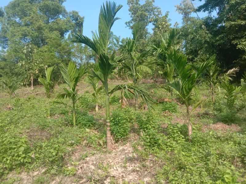  1 Bigha Residential Plot for Sale in Diphu, Karbi Anglong