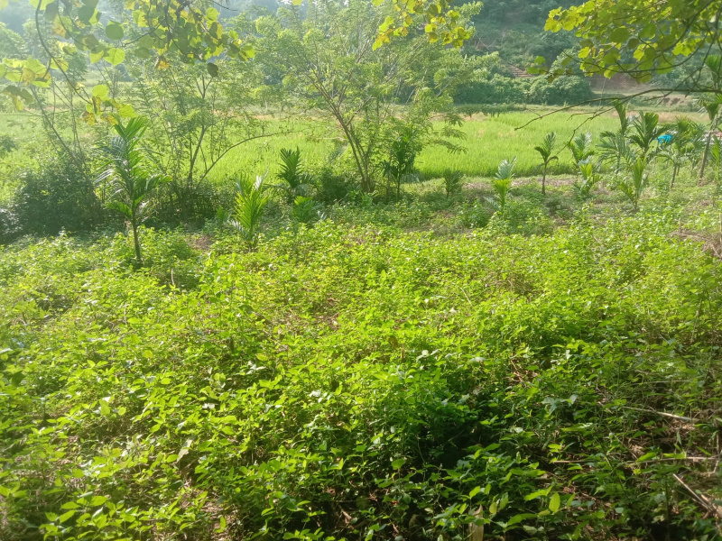  1 Bigha Residential Plot for Sale in Diphu, Karbi Anglong