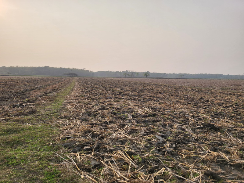  6 Katha Residential Plot for Sale in Dekargaon, Tezpur