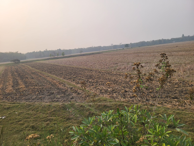  6 Katha Residential Plot for Sale in Dekargaon, Tezpur
