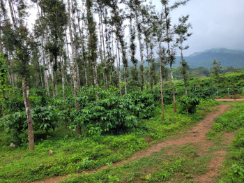  Residential Plot for Sale in Mudigere, Chikmagalur