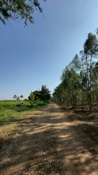  Agricultural Land for Sale in Doddaballapur, Bangalore