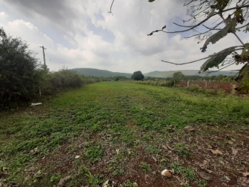 Agricultural Land for Sale in Mudigere, Chikmagalur