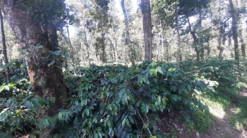  Agricultural Land for Sale in Aldur, Chikmagalur