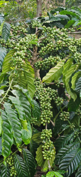  Agricultural Land for Sale in Kadabagere, Bangalore