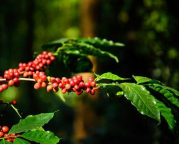  Agricultural Land for Sale in Jayanagar, Chikmagalur