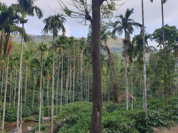  Agricultural Land for Sale in KM Road, Chikmagalur