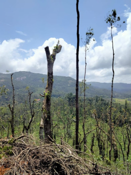  Agricultural Land for Sale in Mudigere, Chikmagalur