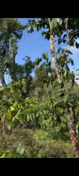  Agricultural Land for Sale in Madikeri, Kodagu