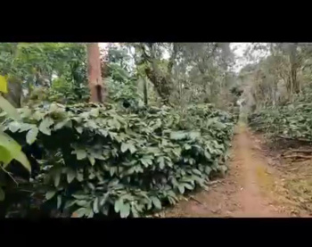 Agricultural Land for Sale in Belur Hassan