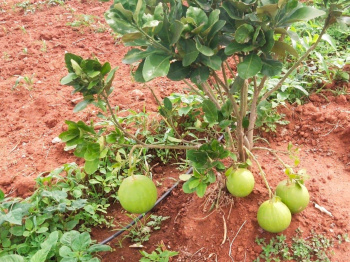  Agricultural Land for Sale in T Narasipura Road, Mysore