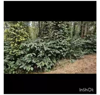  Agricultural Land for Sale in Belur Hassan