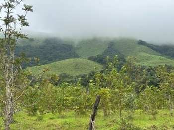  Agricultural Land for Sale in Mudigere, Chikmagalur