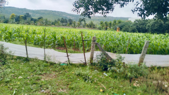  Agricultural Land for Sale in Nallur, Chikmagalur