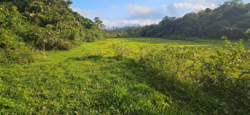  Agricultural Land for Sale in Sakleshpur, Chikmagalur