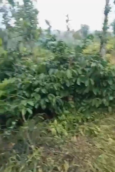  Agricultural Land for Sale in Aldur, Chikmagalur