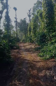  Agricultural Land for Sale in Coorg, Mysore