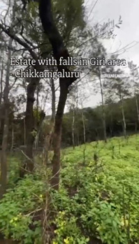 Agricultural Land for Sale in Mullayanagiri, Chikmagalur