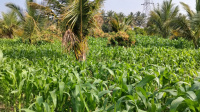  Agricultural Land for Sale in Magadi Road, Bangalore