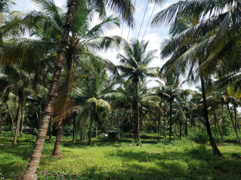  Agricultural Land for Sale in Kozhinjampara, Palakkad